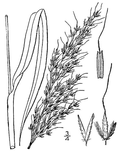 drawing of Sorghastrum nutans, Yellow Indiangrass, Prairie Indiangrass