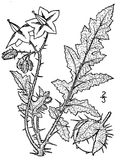 Solanum sisymbriifolium Lam., Arrebenta-cavalo (World flora) - Pl