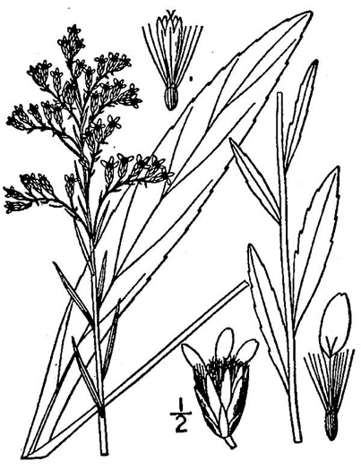 image of Solidago uliginosa var. uliginosa, Northern Bog Goldenrod, Swamp Goldenrod