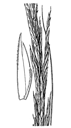 image of Spartina alterniflora, Saltmarsh Cordgrass, Smooth Cordgrass