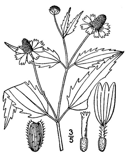 image of Acmella repens, Spilanthes, Creeping Spotflower