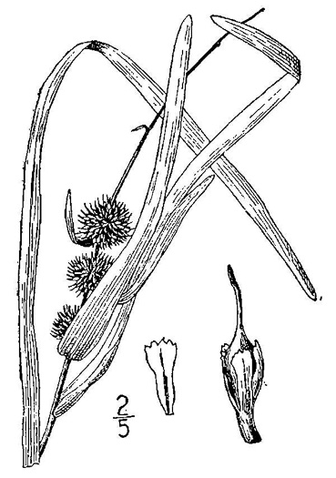drawing of Sparganium americanum, American Bur-reed