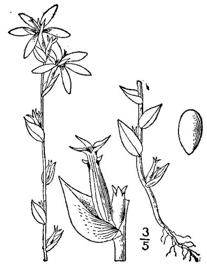 drawing of Triodanis biflora, Southern Venus's Looking-glass, Small Venus's Looking-glass