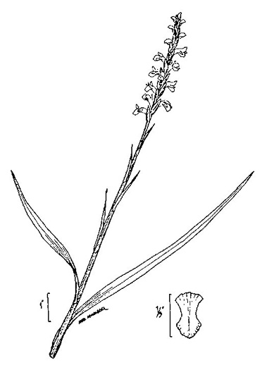 image of Spiranthes cernua, Nodding Ladies'-tresses