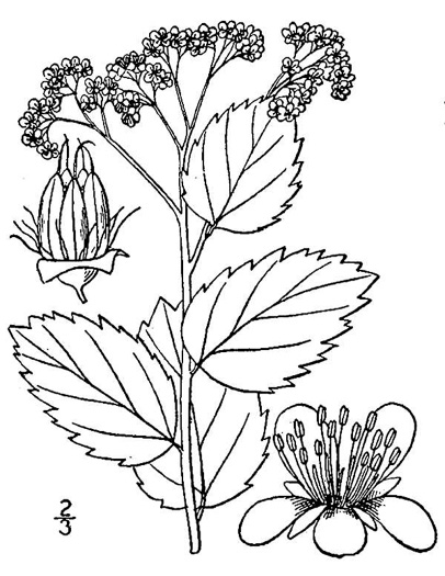 image of Spiraea corymbosa, Dwarf Spiraea, Rock Spiraea, Shinyleaf Meadowsweet