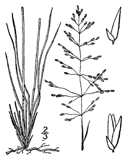 Sporobolus junceus, Sandhills Dropseed, Pineywoods Dropseed