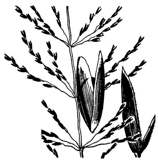 image of Sporobolus junceus, Sandhills Dropseed, Pineywoods Dropseed