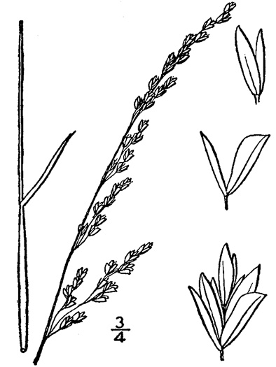 image of Sphenopholis nitida, Shiny Wedgescale