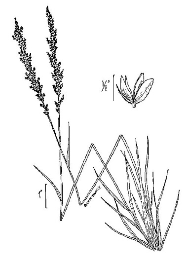 image of Sphenopholis obtusata, Prairie Wedgegrass