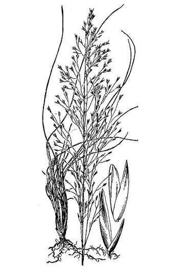 image of Sporobolus teretifolius, Wireleaf Dropseed