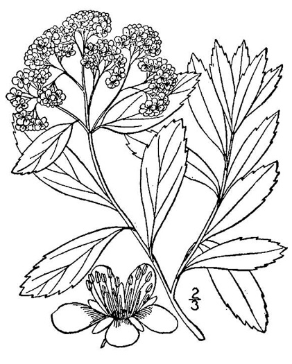 image of Spiraea virginiana, Virginia Spiraea, Appalachian Spiraea, Virginia Meadowsweet