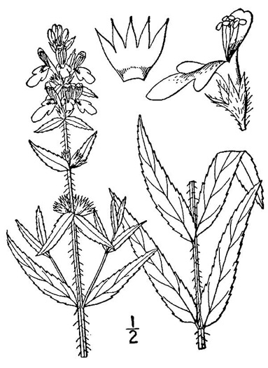 drawing of Stachys aspera, Roughleaf Hedgenettle, Rough Hedgenettle