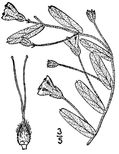 drawing of Stylisma aquatica, Water Dawnflower