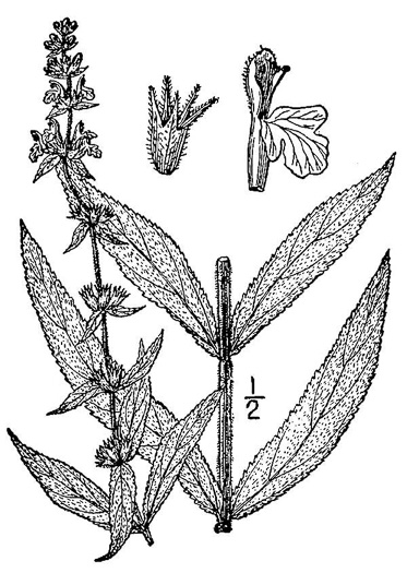 image of Stachys arenicola, Woundwort