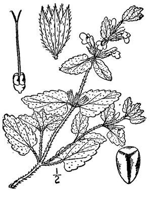image of Stachys arvensis, Staggerweed