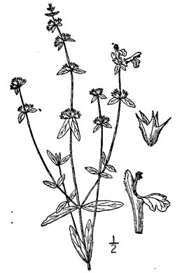image of Stachys hyssopifolia, Hyssopleaf Hedgenettle