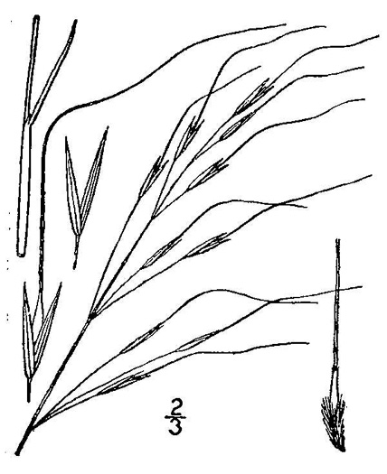 drawing of Piptochaetium avenaceum, Green Needlegrass, Blackseed Needlegrass, Eastern Needlegrass, Black Oatgrass