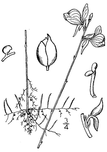 drawing of Utricularia cornuta, Horned Bladderwort