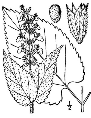 image of Stachys nuttallii, Nuttall’s Hedgenettle