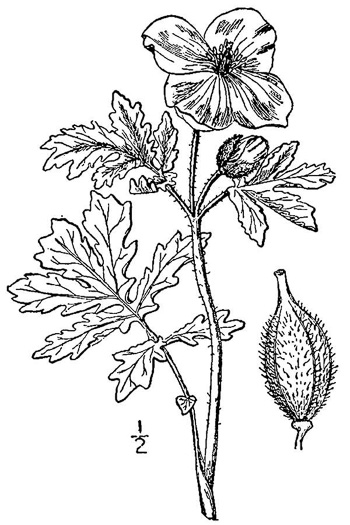 drawing of Stylophorum diphyllum, Celandine Poppy, Woods-poppy
