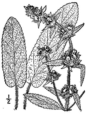 drawing of Stachys germanica, Downy Woundwort, German hedgenettle