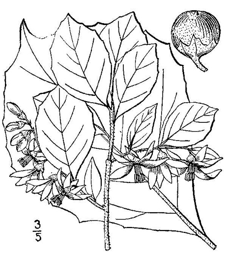 drawing of Styrax grandifolius, Bigleaf Snowbell, Large-leaved Storax