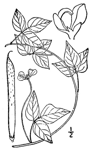 drawing of Strophostyles helvola, Annual Sand Bean, Beach Pea, Trailing Wild Bean, Trailing Fuzzy-Bean