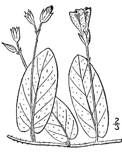 drawing of Stylisma humistrata, Southern Dawnflower