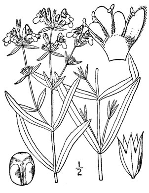 drawing of Stachys hyssopifolia var. hyssopifolia, Hyssopleaf Hedgenettle
