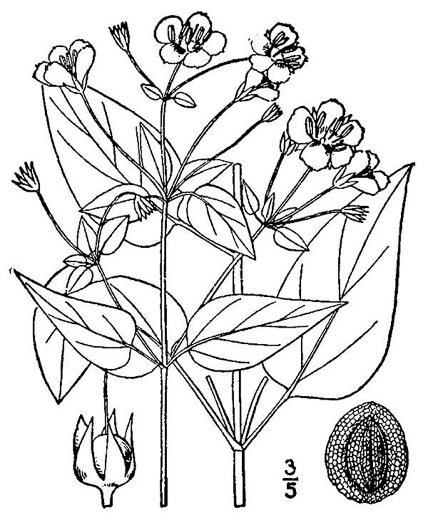 image of Steironema tonsum, Southern Loosestrife, Appalachian Loosestrife