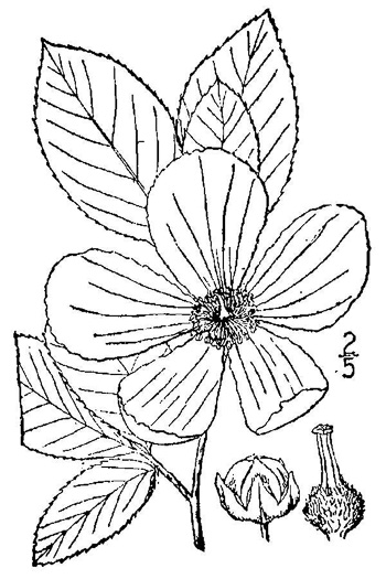 image of Stewartia malacodendron, Silky Camellia, Virginia Stewartia, Stewartia
