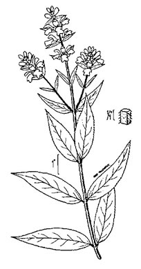 drawing of Stachys palustris, marsh hedgenettle