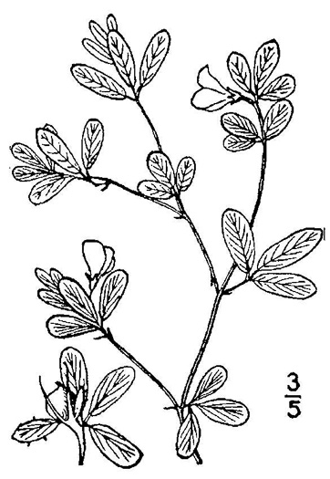 image of Stylosanthes biflora, Pencil-flower, Sidebeak Pencil-flower