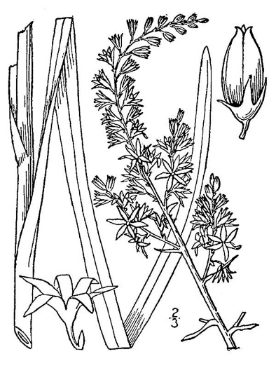 image of Stenanthium gramineum var. robustum, Bog Featherbells