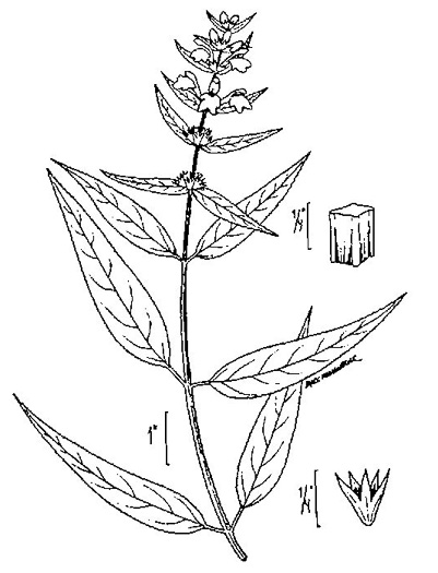 drawing of Stachys tenuifolia, Smooth Hedgenettle