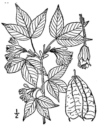 image of Staphylea trifolia, Bladdernut