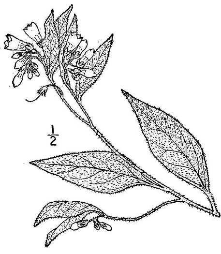drawing of Symphytum asperum, Prickly Comfrey
