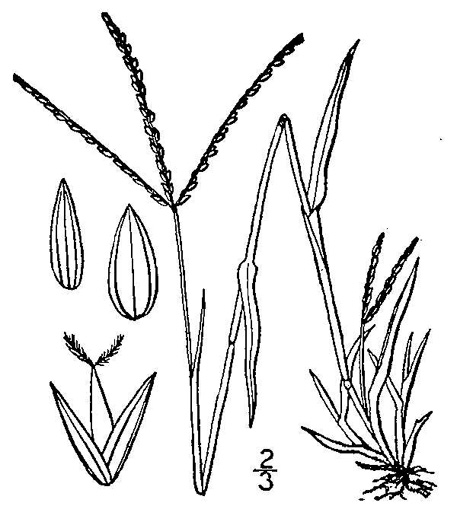 image of Digitaria ischaemum, Smooth Crabgrass