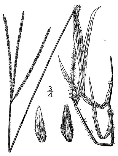 image of Digitaria ciliaris, Southern Crabgrass