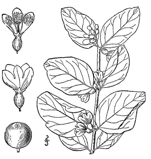 drawing of Symphoricarpos albus var. albus, Common Snowberry