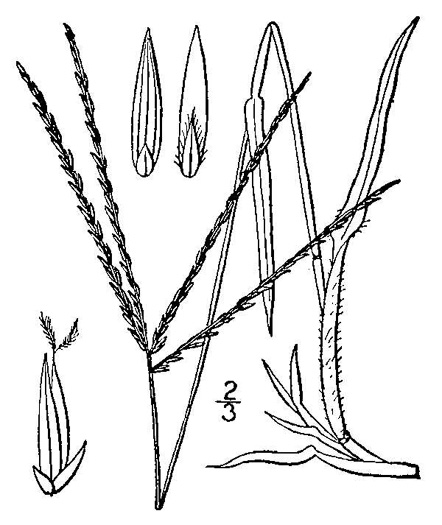 drawing of Digitaria sanguinalis, Hairy Crabgrass, Northern Crabgrass