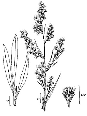 drawing of Symphyotrichum subulatum, Eastern Saltmarsh Aster, Annual Saltmarsh Aster