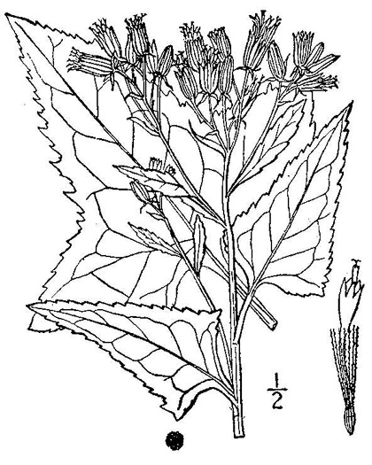 drawing of Hasteola suaveolens, Sweet-scented Indian-plantain, Sweet Indian-plantain, false Indian plantain