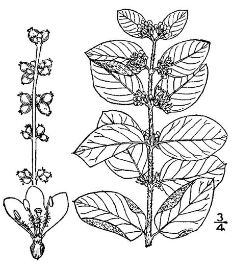 drawing of Symphoricarpos orbiculatus, Coralberry, Indian Currant, Buckbrush