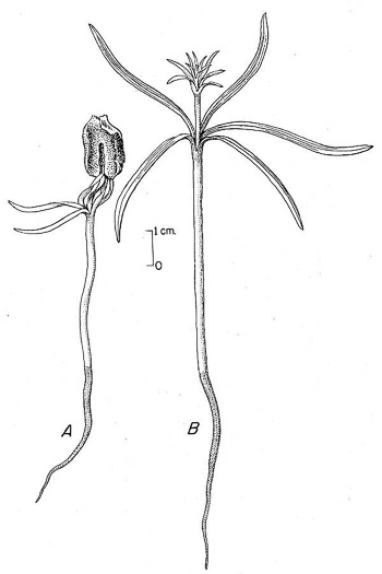 image of Taxodium distichum, Bald Cypress