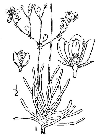 drawing of Phemeranthus teretifolius, Appalachian Fameflower, Appalachian Rock-pink, Rock Portulaca, Quill Fameflower