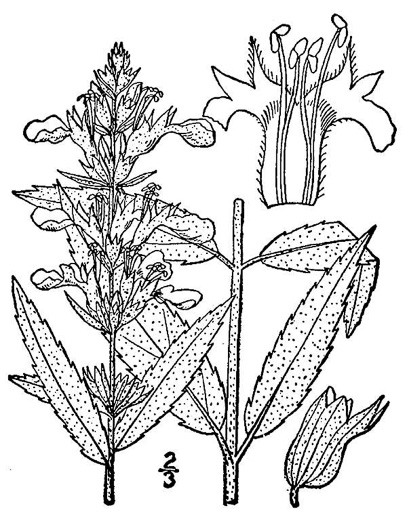 image of Teucrium canadense var. canadense, American Germander, Wood Sage, Common Germander