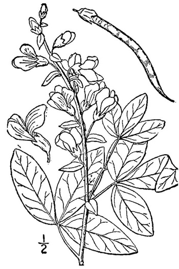 drawing of Thermopsis mollis, Appalachian Golden-banner, Allegheny Mountain Golden-banner, Bush Pea