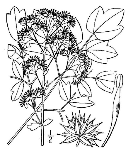 drawing of Thalictrum pubescens, Common Tall Meadowrue, King-of-the-meadow, Late Meadowrue