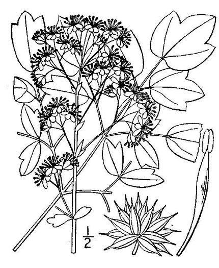 image of Thalictrum pubescens, Common Tall Meadowrue, King-of-the-meadow, Late Meadowrue